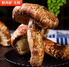 鲜松茸500g香格里拉出口级新鲜纯野生三级松茸菌蘑菇